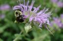 bumble bee on bergamot flower