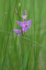 grass-pink orchid along the Pigeon River